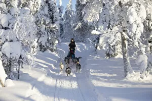 Sledge Collection: Dog sledding in the snowy woods, Kuusamo, Northern Ostrobothnia region, Lapland, Finland