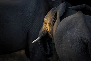 Q4 2023 Photographic Print Collection: Elephant, Lower Zambezi National Park, Zambia