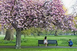 Greenwich Poster Print Collection: England, London, Greenwich, Greenwich Park, Cherry Blossom
