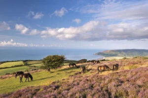 Scenic landscapes Jigsaw Puzzle Collection: Exmoor Ponies graze on heather covered moorland on Porlock Common, Exmoor, Somerset