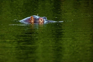 Q4 2023 Photographic Print Collection: Hippopotamus in Chongwe River, Lower Zambezi National Park, Zambia