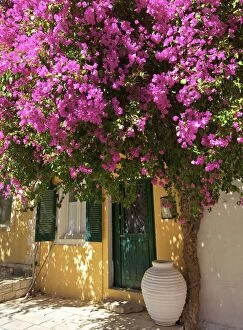 Greek Islands Collection: House Covered In Bougainvillea, Paxos, The Ionian Islands, Greek Islands, Greece, Europe