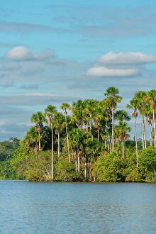 Related Images Canvas Print Collection: Lake Sandoval and Aguaje palms, Tambopata National Reserve, Puerto Maldonado, Madre de Dios, Peru