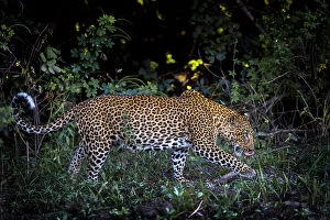 Q4 2023 Photographic Print Collection: Leopard, South Luangwa National Park, Zambia