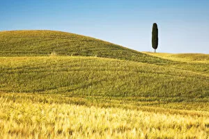 Historic Centre of the City of Pienza Fine Art Print Collection: Lone Cypress Tree in Field of Barley, Pienza, Tuscany, Italy