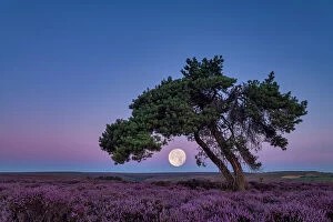 North Yorkshire Collection: Full Moon & Lone Pinetree in Heather, North Yorkshire Moors, England
