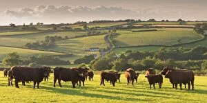 Scenic landscapes Framed Print Collection: North Devon Red Ruby cattle herd grazing in the rolling countryside, Black Dog, Devon, England