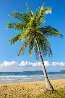 Palm tree on Nacpan Beach, El Nido, Palawan, Philippines