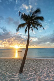 Oceanic Collection: a palm tree photographed at sunset, on the beach of Le Morne, Black River distric