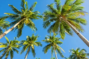 Mimaropa Collection: Palm trees and blue sky, Nacpan Beach, El Nido, Palawan, Philippines