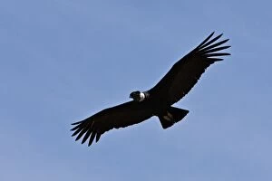 Related Images Collection: Peru, A magnificent Andean Condor above the Colca Canyon. At 3, 191 metres