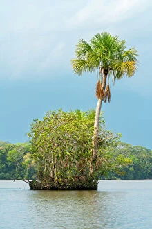 Isle Collection: Small island with Aguaje palm on Lake Sandoval, Tambopata National Reserve, Puerto Maldonado