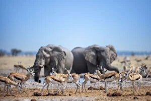 Springbok Photographic Print Collection: Sprinbok and Elephant at waterhole, Nxai Pan National Park, Botswana