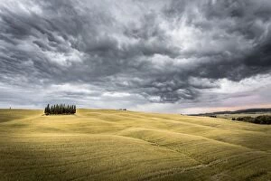 Pienza Collection: Tuscany, Val d Orcia, Italy. Cypress trees in a yellow meadow field with clouds gathering