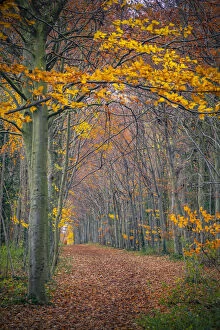 Footpath Collection: UK, England, Cambridge, Wandlebury Ring Country Park, Autumn