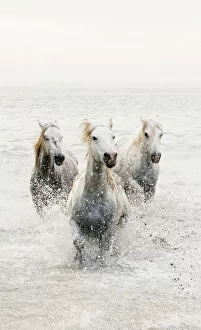 Running Collection: White horses of Camargue running through the water, Camargue, France