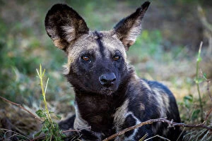 Wild Dog Collection: Wild dog, Lower Zambezi National Park, Zambia