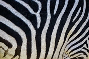 Q4 2023 Photographic Print Collection: Detail of zebra skin, Livingstone, Zambia