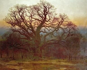 19th Century Collection: Major Oak, Sherwood Forest, Nottinghamshire
