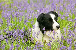 Collie Collection: A Border Collie dog in bluebells in the Lake District UK