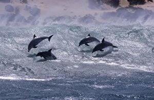 Pods Collection: Bottlenose dolphin (Tursiops truncatus). Group surfing. South Africa