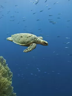 Under Water Collection: Hawksbill turtle (Eretmochelys imbricata). Shark Observatory, Ras Mohamed National Park