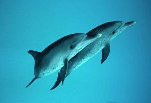Cetacean Collection: Spotted Dolphin pair (Stenella frontalis). Caribbean