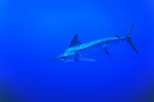 Under the sea Collection: Striped Marlin, Tetrapturus audux. North Island, Three Kings, New Zealand. (rr)