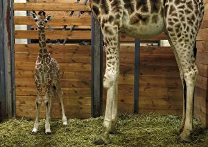 Yellow Scale Canvas Print Collection: A baby Rothschild giraffe stands next to her mother Kleopatra in their enclosure at
