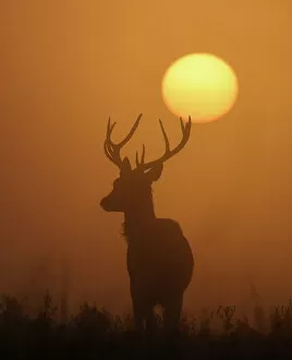 Richmond Collection: A deer is seen with the sun rising behind at dawn in Richmond Park, west London, Britain