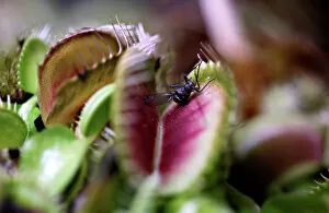 Bogota Jigsaw Puzzle Collection: An insect lands on a Venus flytrap, a meat-eating plant on display at the carnivorous