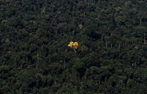 Aerial Views Collection: An ipe (lapacho) tree is seen in this aerial view of the Amazon rainforest near Novo