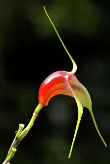 San Jose Fine Art Print Collection: A miniature orchid, masdevallia reichenbachiana, which is a native species unique in Costa Rica