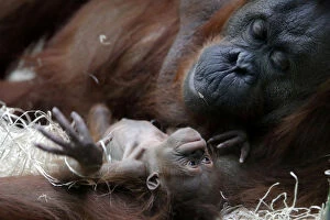 Attachment Collection: Orangutan Theodora and her newborn daughter Java are seen at the zoo of the Jardin des
