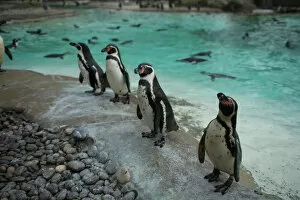 New Poster Print Collection: Penguins look on during the Annual Stocktake at ZSL London Zoo in London