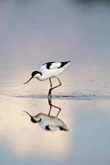Related Images Metal Print Collection: Avocet Recurvirostra avocetta feeding Titchwell RSPB Res Norfolk summer