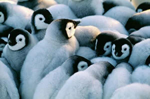 Emperor Penguin Mouse Mat Collection: Emperor Penguins, Aptenodytes forsteri, chicks huddled together in a creche to keep warm