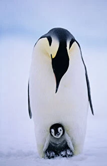 Antarctic Collection: Emperor Penguins, Aptenodytes forsteri, chick being brooded, Weddell Sea, Antarctica