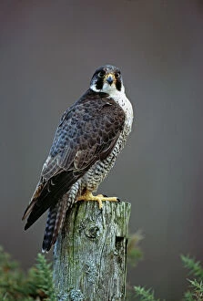 Related Images Jigsaw Puzzle Collection: Peregrine Falcon, Falco peregrinus, Scotland, winter