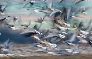 Related Images Metal Print Collection: Pink-footed Geese Anser brachyrhynchus North Norfolk winter