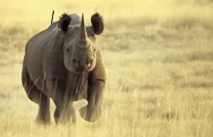 Related Images Mounted Print Collection: Black Rhinoceros (Diceros bicornis) adult male, charging, Etosha N. P. Namibia