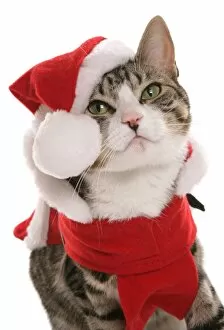 Cats Mouse Mat Collection: Domestic Cat, Tabby and White, adult, dressed in Christmas costume, close-up of head