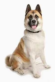 Domesticated Collection: Domestic Dog, American Akita, adult female, sitting, with collar