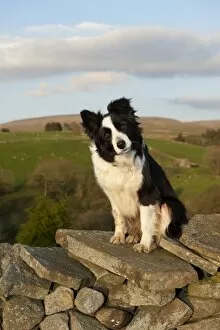 Collie Collection: Domestic Dog, Border Collie sheepdog, adult, sitting on drystone wall in upland farm, England, april