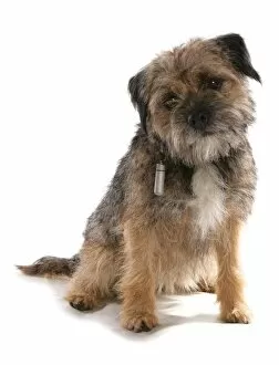 Canidae Collection: Domestic Dog, Border Terrier, adult, sitting, with collar and identification tube