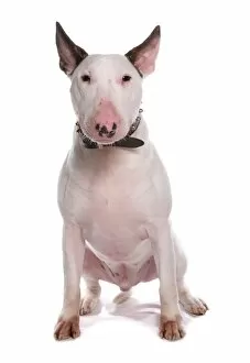 Domesticated Collection: Domestic Dog, Bull Terrier, adult male, sitting, with collar