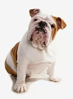 Domesticated Collection: Domestic Dog, Bulldog, adult, sitting