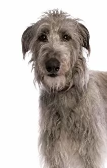 Canid Collection: Domestic Dog, Deerhound, adult, close-up of head