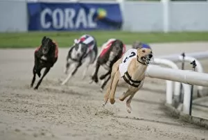 Domesticated Collection: Domestic Dog, Greyhound, adults, racing at track, England, july