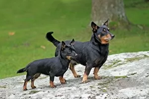 Puppy Collection: Domestic Dog, Lancashire Heeler, adult male and puppy, standing